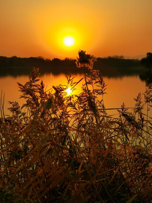 岁月静好银杏红枫伴夕阳 岁月静好银杏红枫伴夕阳
