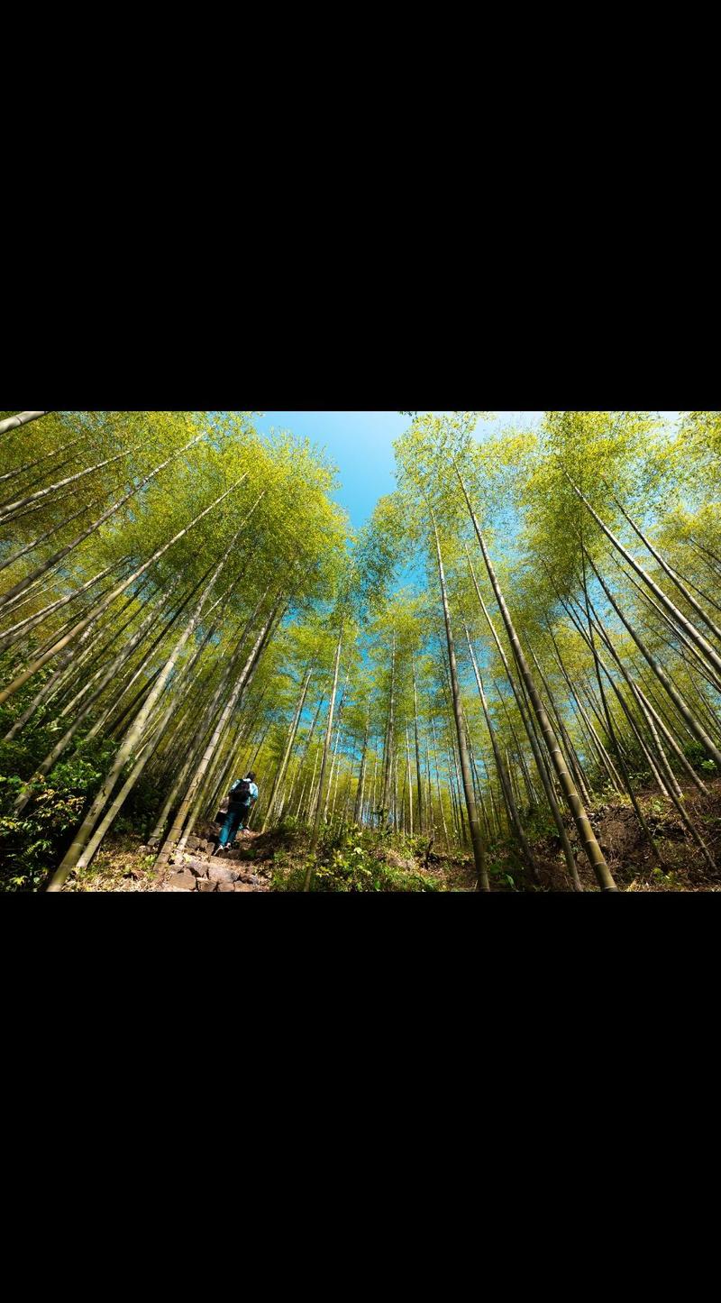 网络重逢，竹海韵律