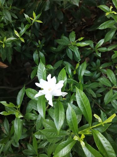 栀子花恋
