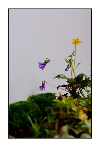 青苔上花，千年情书