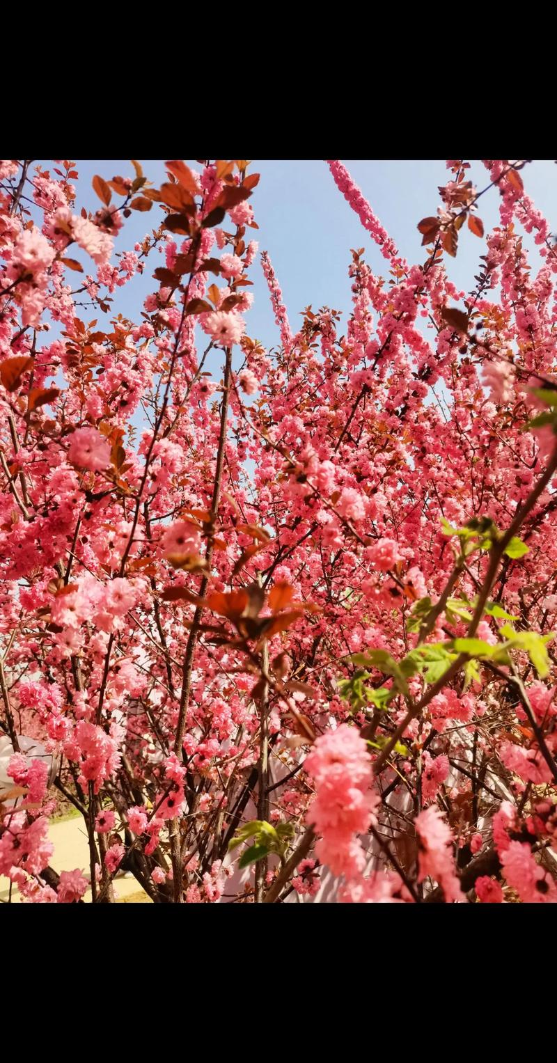 桃花·时光·重逢