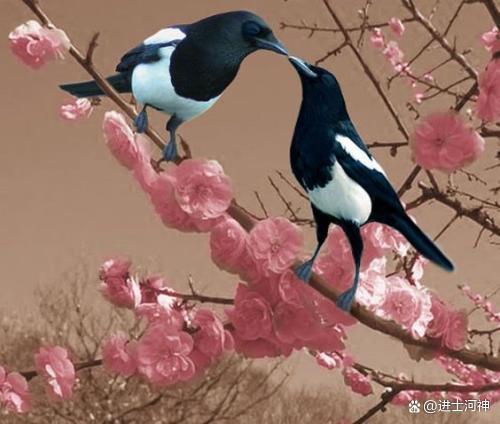 佛性与喜鹊