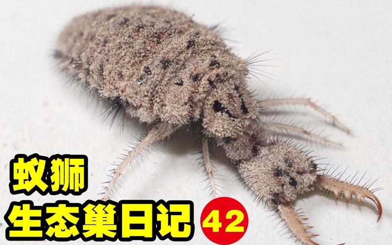 小阴谋家:蚁狮的蜕变 小阴谋家:蚁狮的蜕变