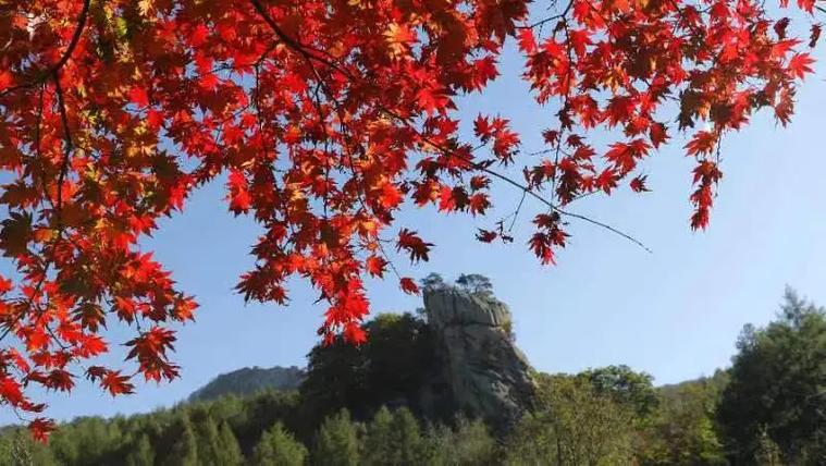西山枫叶秋意浓 西山枫叶秋意浓