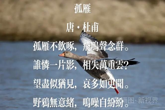 孤燕春愁 孤燕春愁