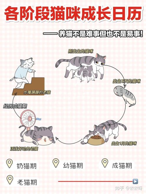 家庭宠物的成长历程:从金黄色小猫到温馨的大猫 家庭宠物的成长历程:从金黄色小猫到温馨的大猫