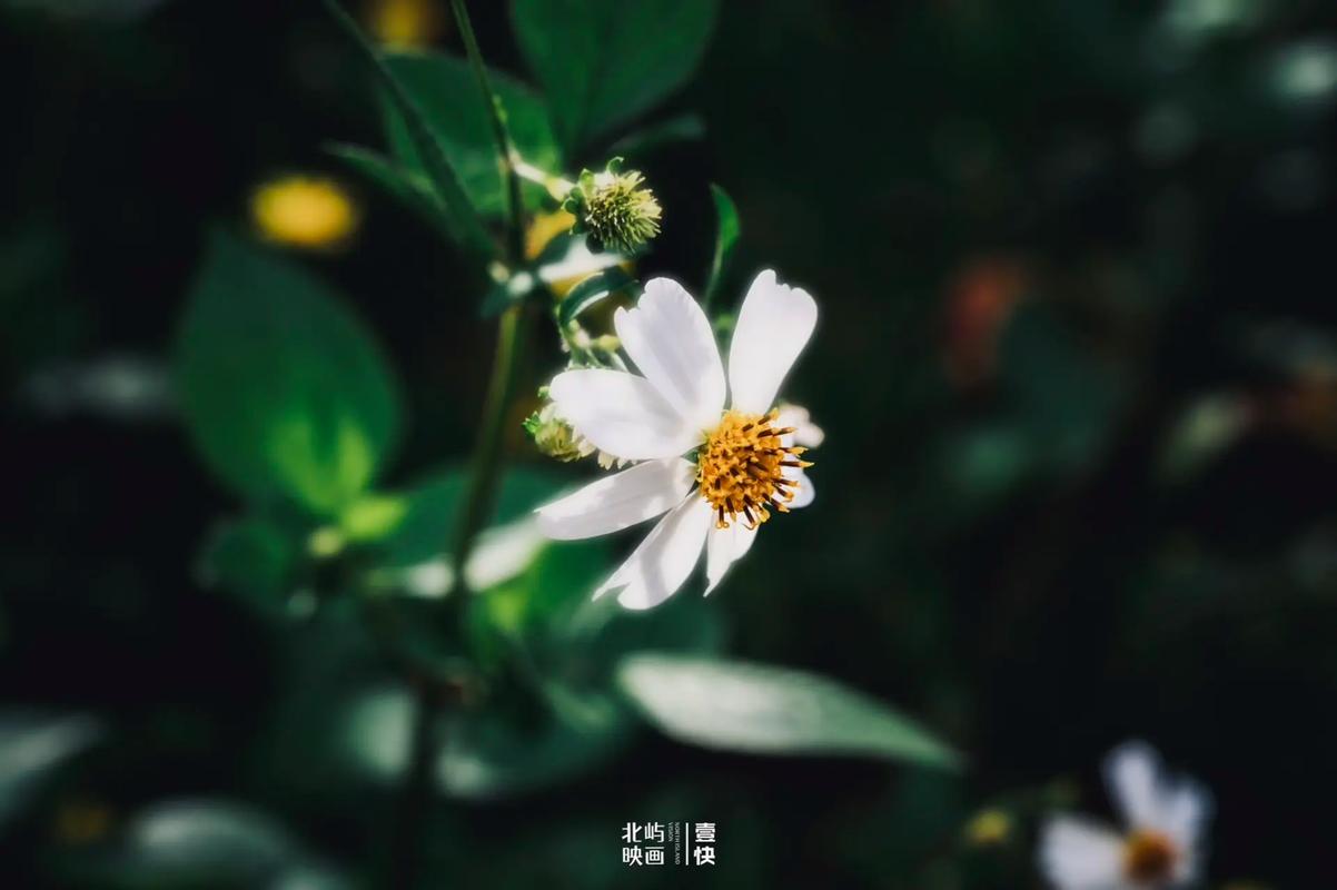怀念童年时光,那些逝去的美好花朵 怀念童年时光,那些逝去的美好花朵