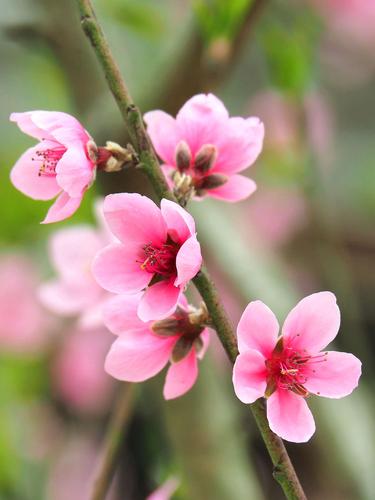 回忆里的桃花李花与玫瑰花：一段温馨的童年时光
