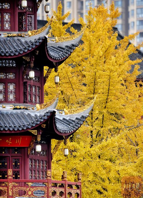 成都银杏满城黄，千年古树见证岁月流转
