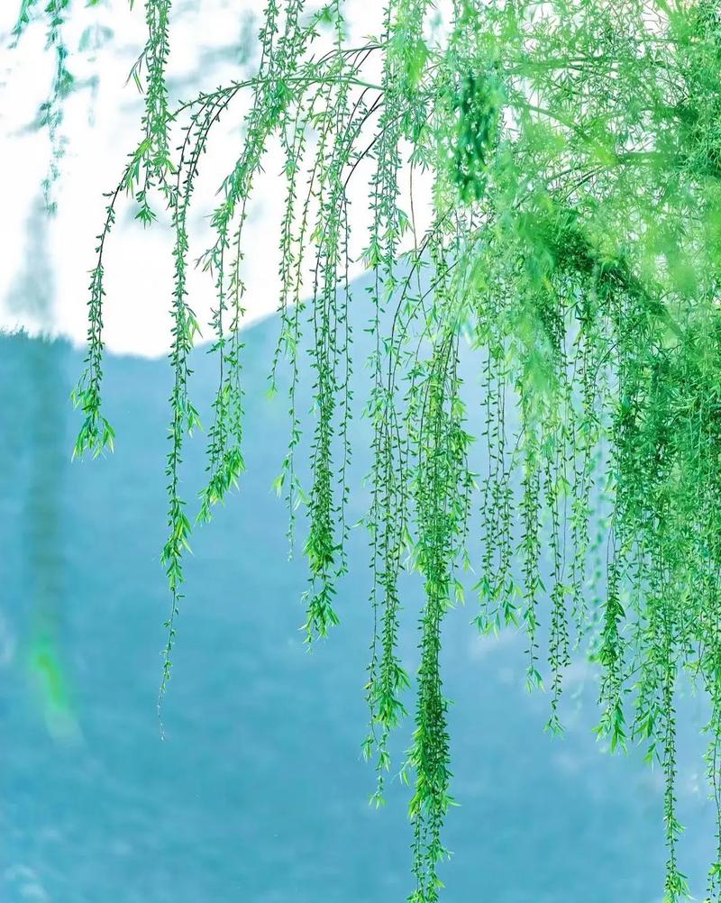 春天里的柳树：生命力的象征