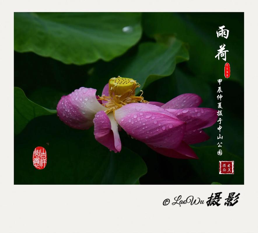 雨中荷塘：荷花与荷叶的生命传承