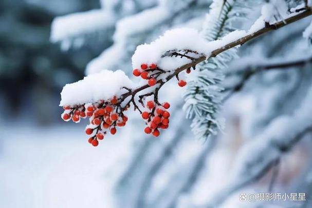 冬雪的温柔与美丽：心灵深处的共鸣