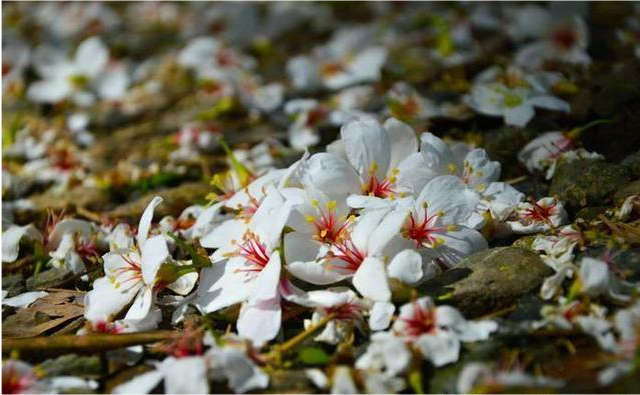 春花凋零，无人问津：花的命运与观者的无奈
